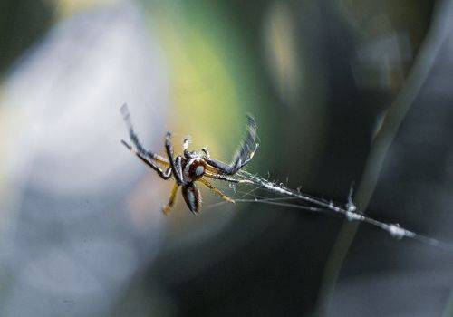 Winter Spider