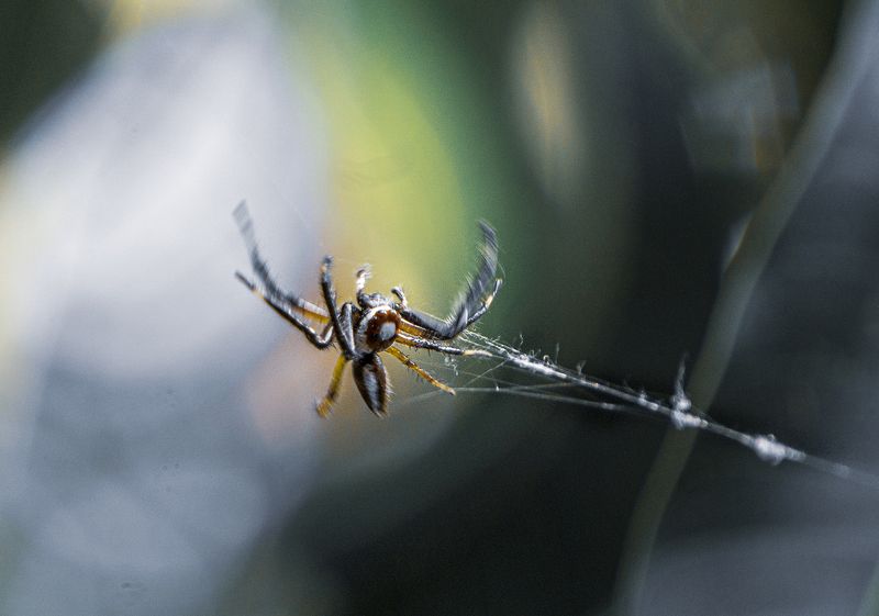 spider, macro, sony a6000, kitlens, telephoto, winter, morning Winter Spider фото превью