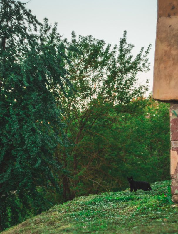 фото,креативное фото, гелиос,helios, Сергей Шевцов, Zap Шевцов, ZAP SHEVTSOV, фотография, Беларусь, Полоцк,Новополоцк, S5ii, Lumix, совесткая оптика, необычное фото  фото превью