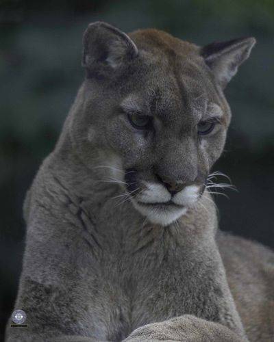Cougar