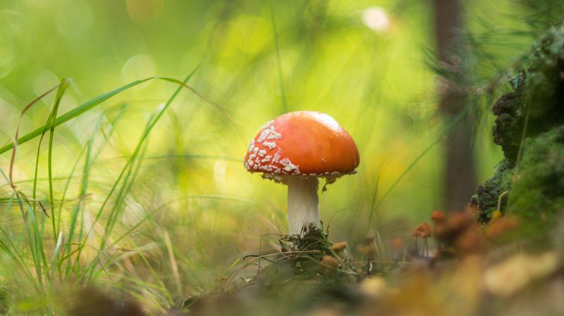 Мухомор фото превью