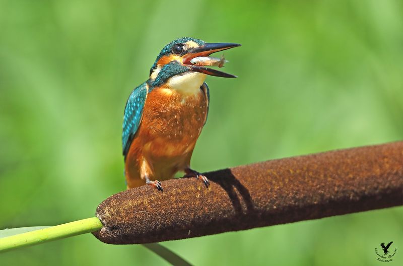 зимородок На один зубок. фото превью
