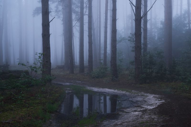 Утренняя прохлада туманного леса фото превью