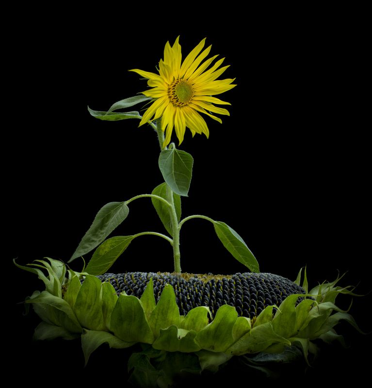 фото превью