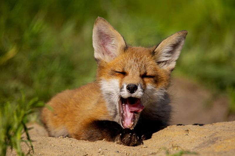 природа На расслабушке фото превью