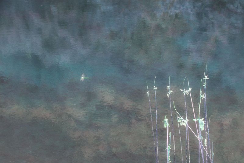 Летняя фантазия фото превью