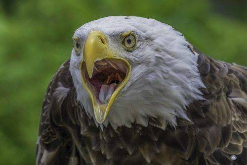 Northern bald eagle