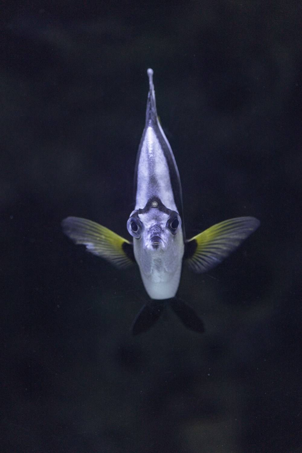 fish  pennant coral fish, Ali Pashang
