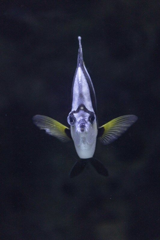 Pennant coral fish фото превью