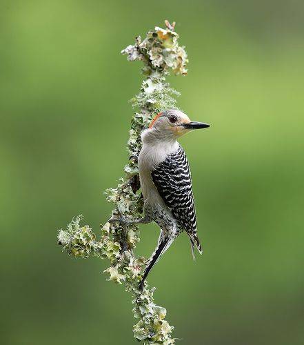 Red-bellied Woodpecker female -Каролинский меланерпес