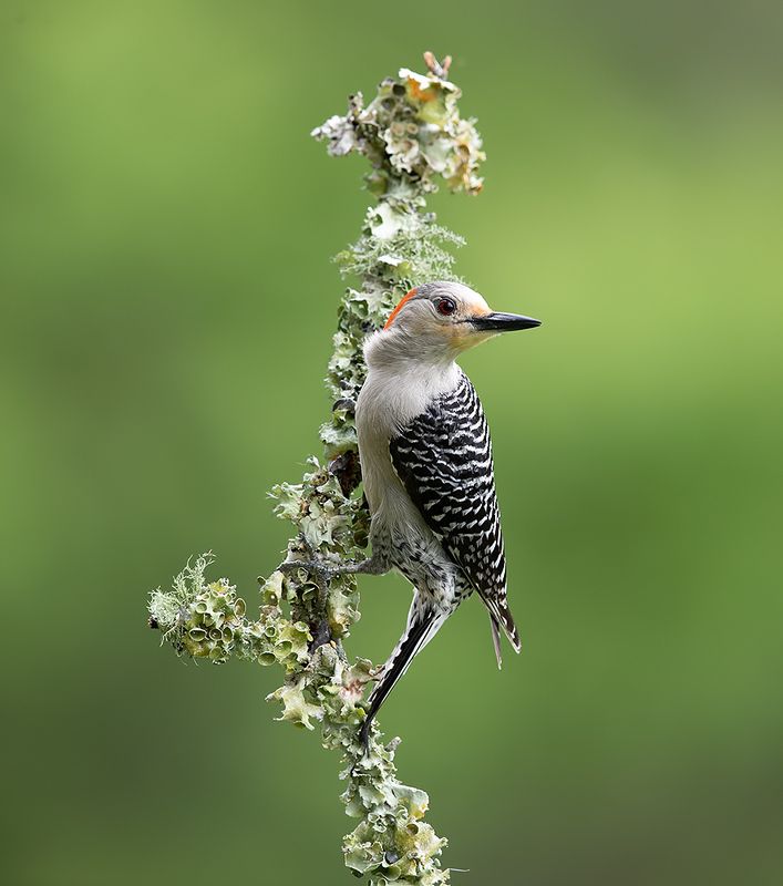 Red-bellied Woodpecker female -Каролинский меланерпес фото превью