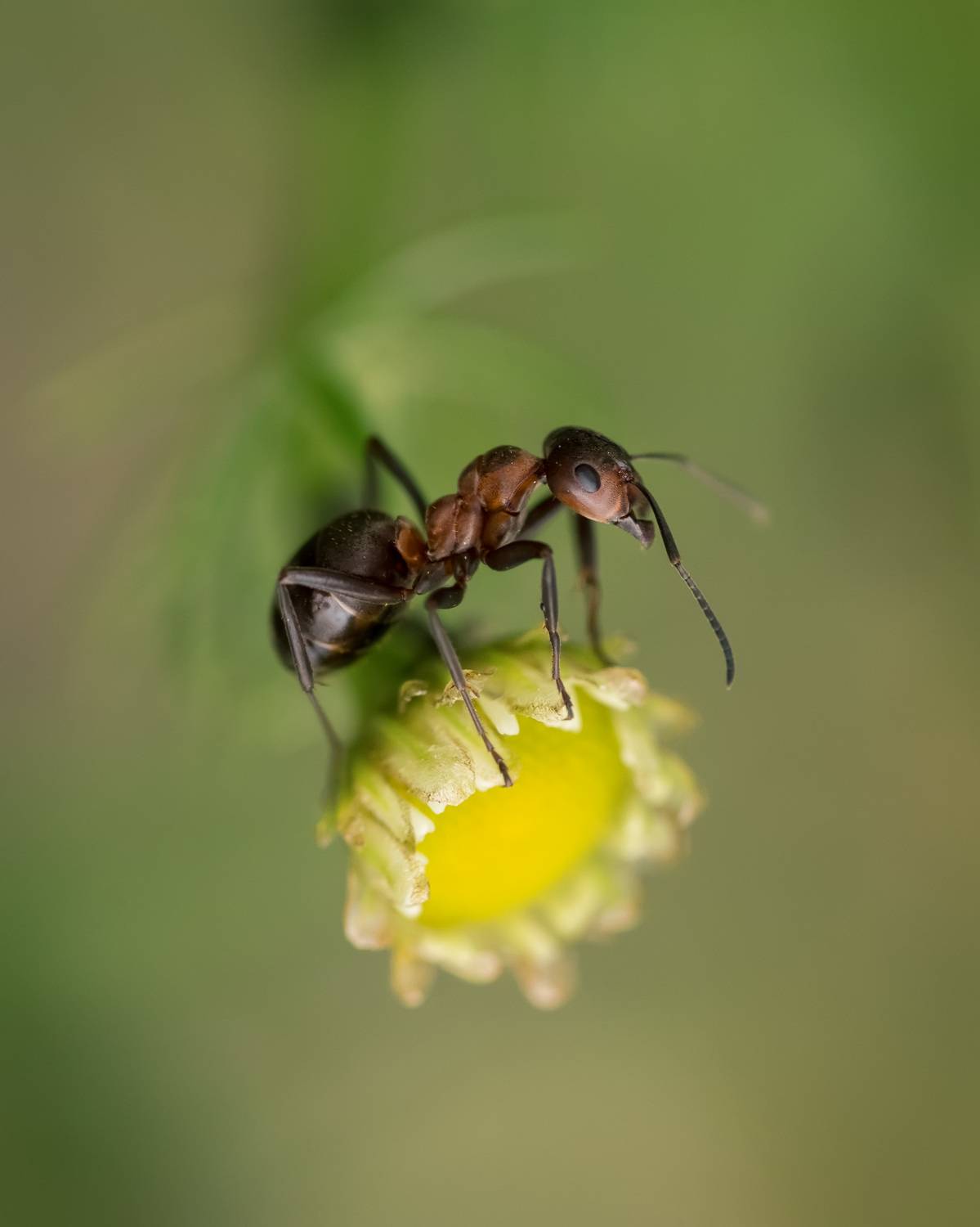 , Рагинская Ольга