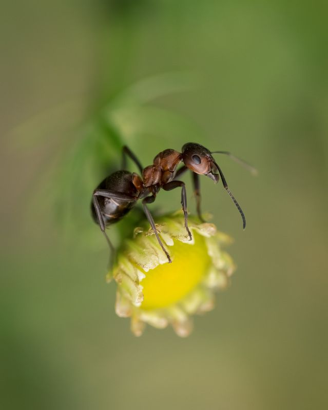 Муравьишка фото превью