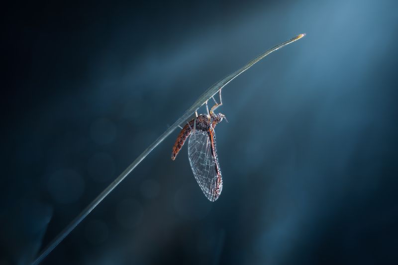 Night glory фото превью