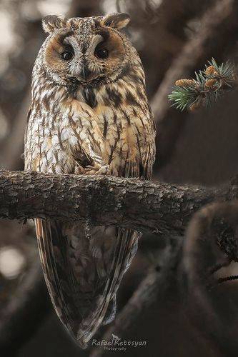 Long eared owl - ушастая сова