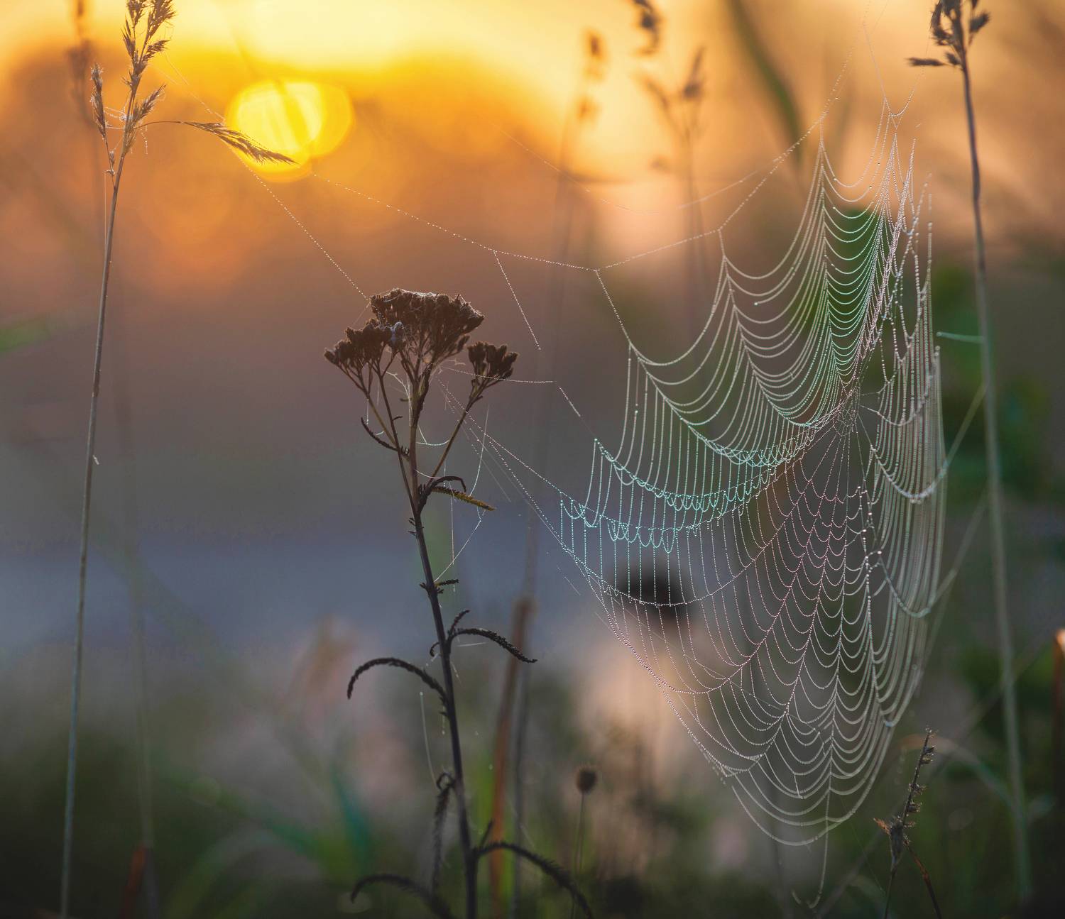 паутинка, восход, солнце, Свистков Александр