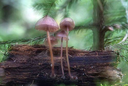 Семейка мицен