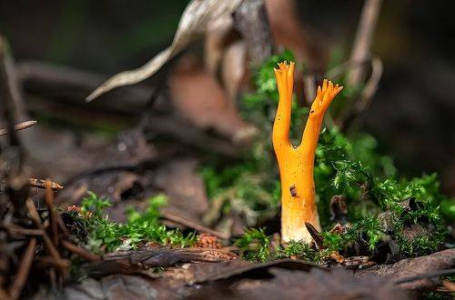 В лесной подстилке