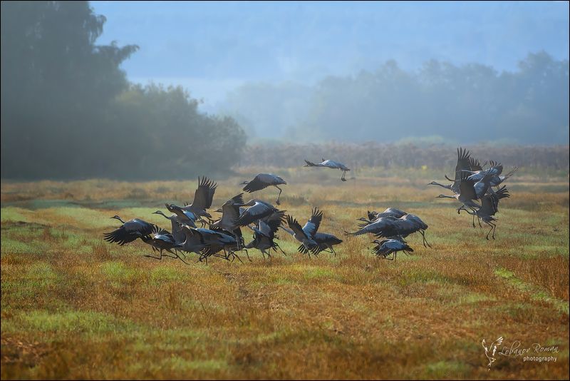 На поле человек ... Спасайся кто может!  фото превью