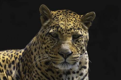 Leopard