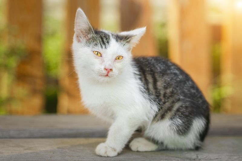 Котёнок на заборе фото превью