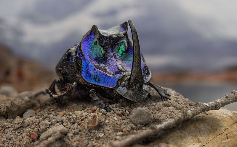 coleoptera, scarabaeidae, coprophanaeus lancifer Навозник фото превью