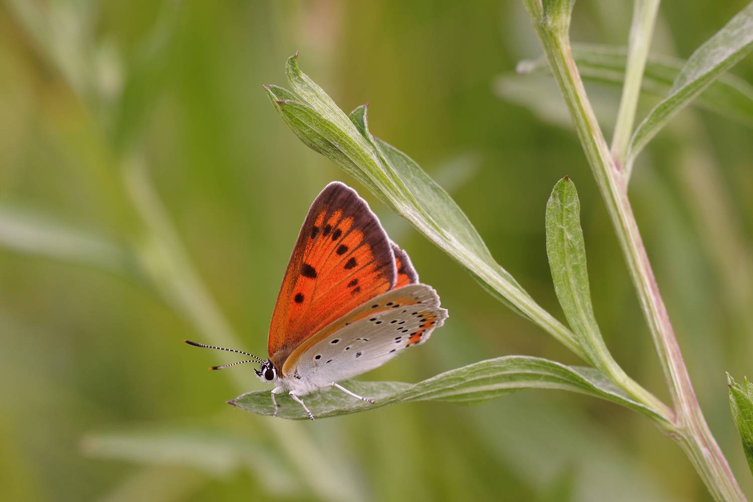 , Екатерина Бурикова