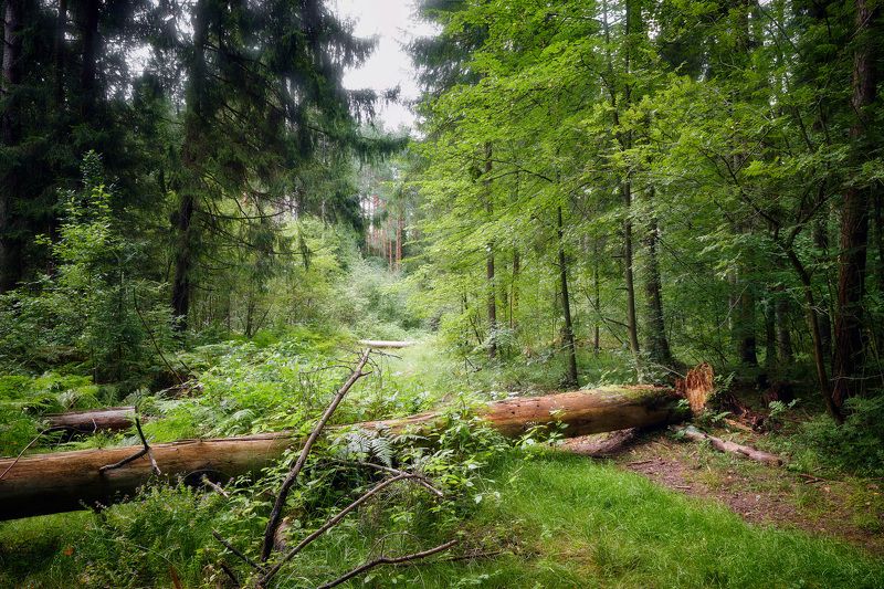 В летнем лесу фото превью