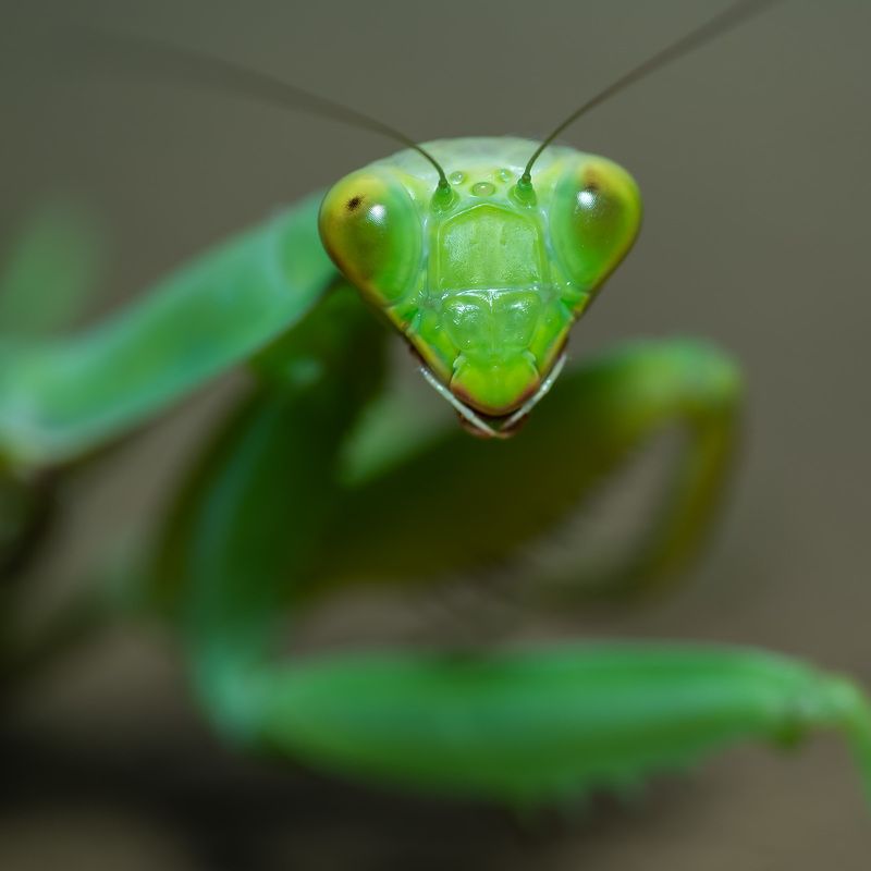 Портрет работы.... фото превью