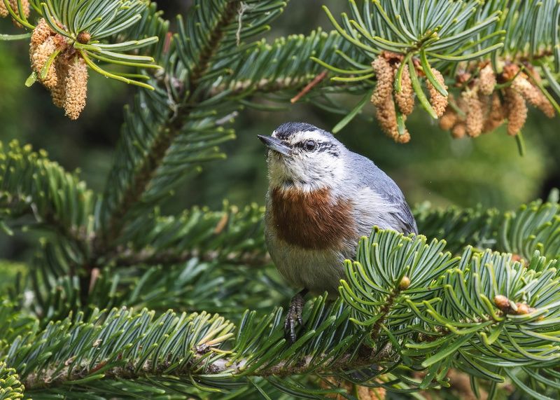 рыжегрудый поползень, поползень, птица, птицы, животные, sitta, sitta krueperi Рыжегрудый поползень фото превью