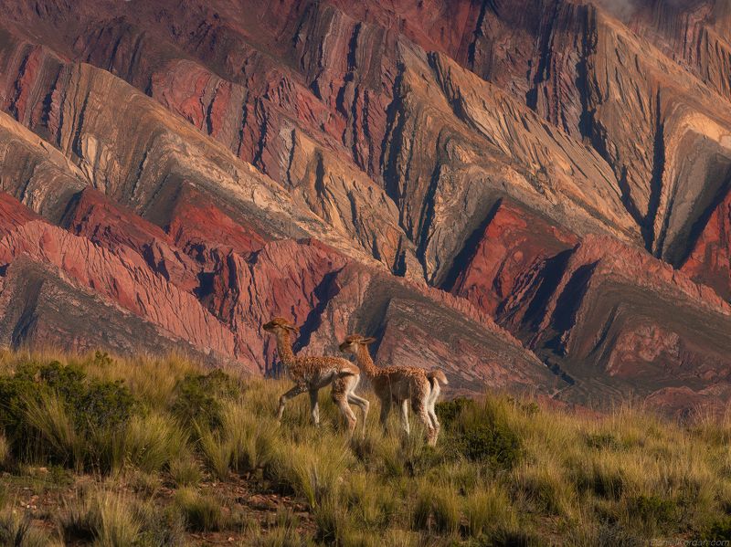 Puna de Atacama