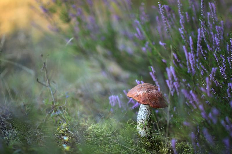 лес, вереск, подосиновик, август, беларусь, ирина горюкина В лесу фото превью