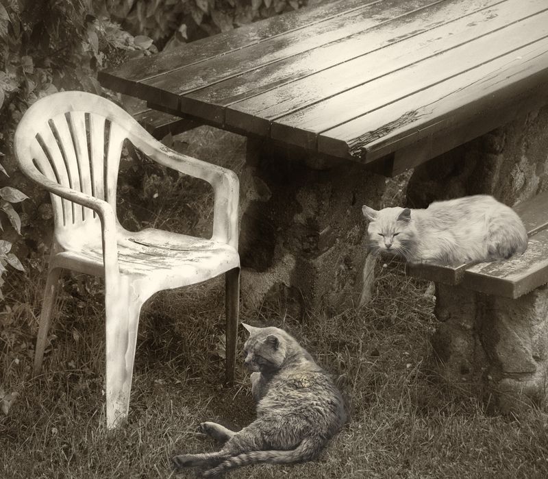 Два кота фото превью