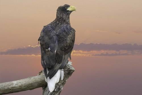 Steller's sea eagle