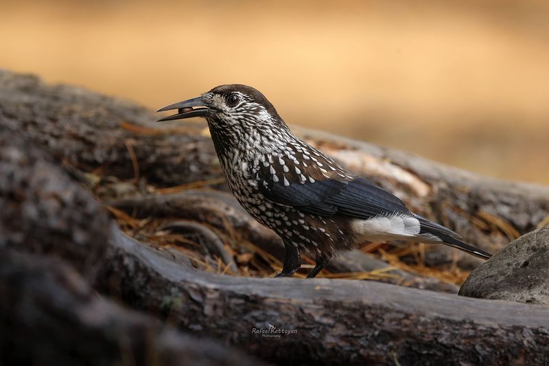 Spotted nutcracker in Altai mountains/ Кедровка в горах Алтая фото превью