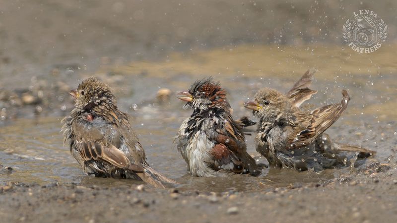 Воробьи - Lens and Feathers фото превью