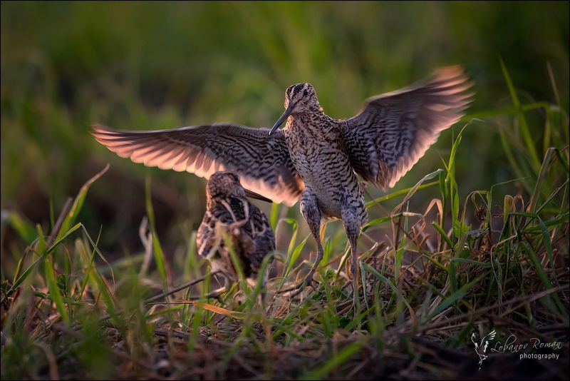 * * * фото превью