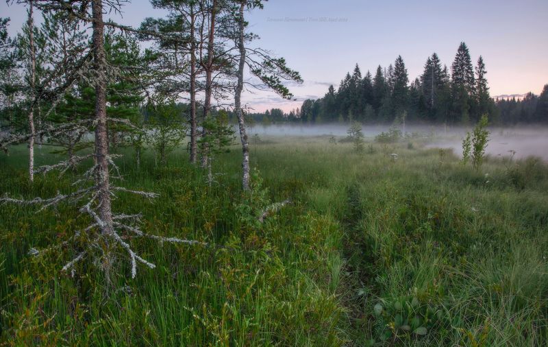 пейзаж, ленобласть, туман, landscape, nature, природа, foggy, forest, рассвет, ленинградская область Утро на болоте фото превью