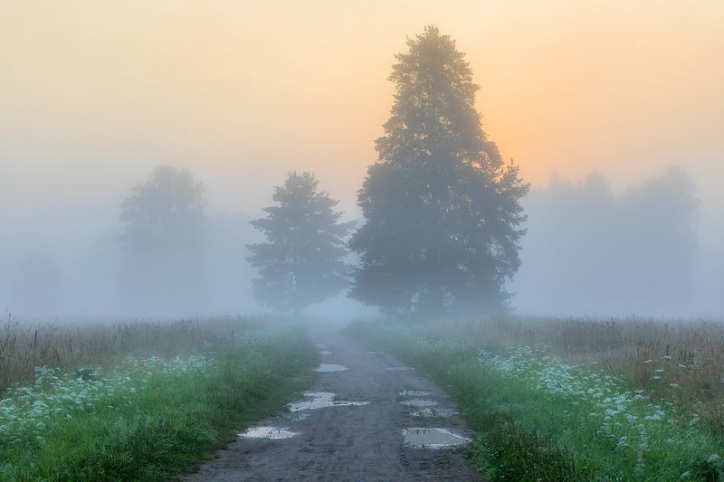 Дорога в туманное утро. фото превью