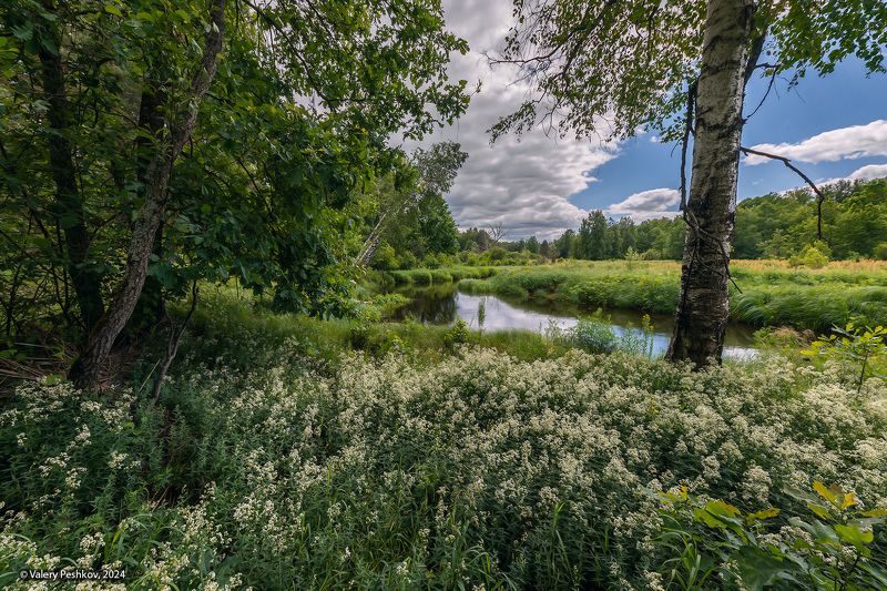 лесная река, берег реки, лес, мещёра, июнь, сныть, рязанская область Июнь на берегах Мещёрских рек фото превью