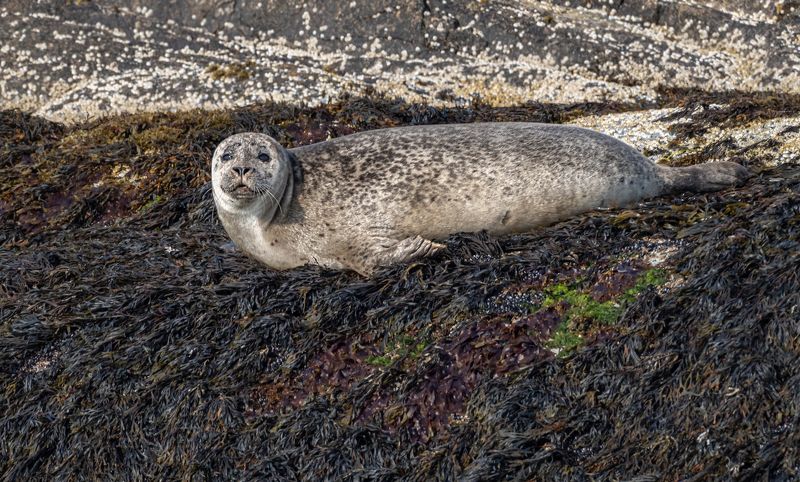 животные, тюлень, нерпа, териберка, губа большая шарковка Нерпа фото превью