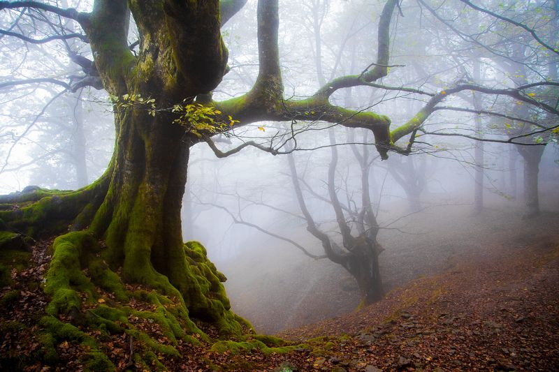 Caminos que la niebla guarda фото превью