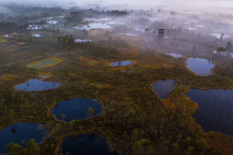 болото: Эстония, рассвет Туман на болоте фото превью