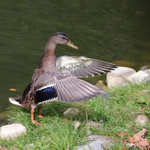 Про пёрышки