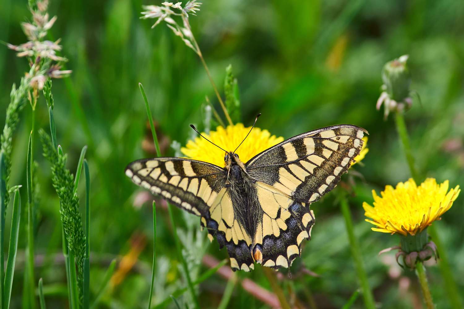 buttefly, volgograd, russia, wildlife, , Павел Сторчилов