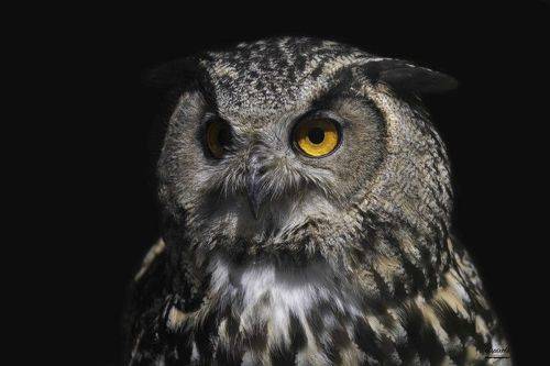Eurasian Eagle Owl