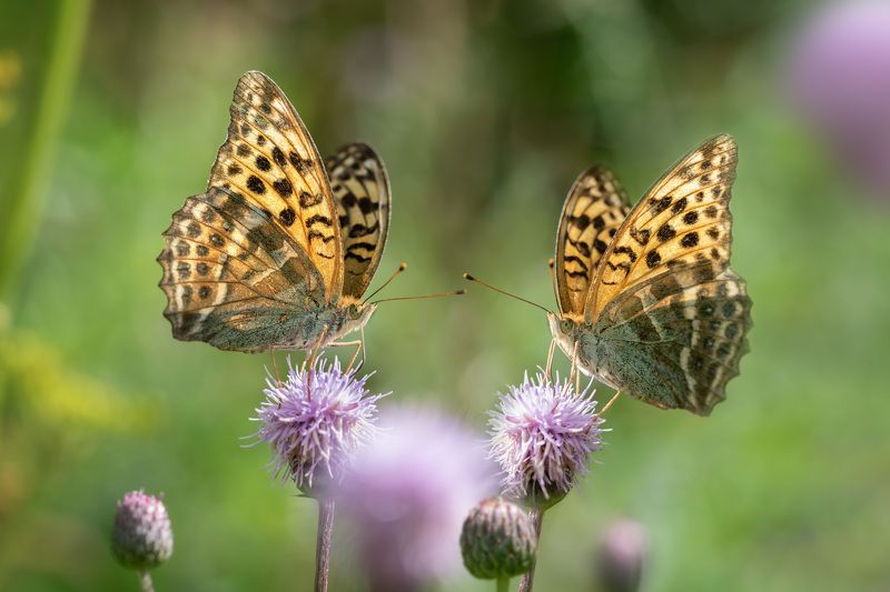 Перламутровки фото превью