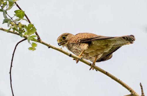 Пустельга (самка)