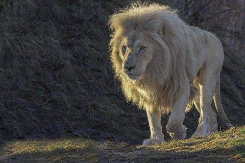 African white lion