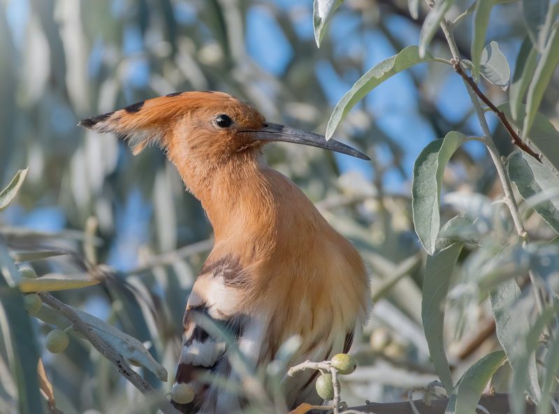 Удод Upupa epops фото превью